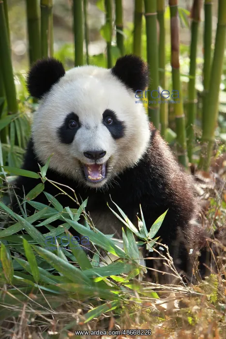 : China. Close-up of young giant panda bear. ic Jim Zuckerman : China. Close-up of young giant panda bear. ic Jim Zuckerman
