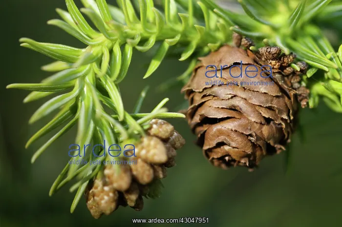 : China Fir, Cunninghamia Lanceolata : China Fir, Cunninghamia Lanceolata