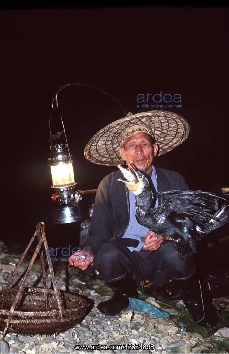 : CHINA - Fisherman fishing with cormorants : CHINA - Fisherman fishing with cormorants
