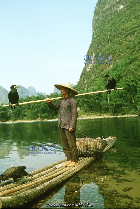 : CHINA - fisherman uses cormorants to catch fish : CHINA - fisherman uses cormorants to catch fish