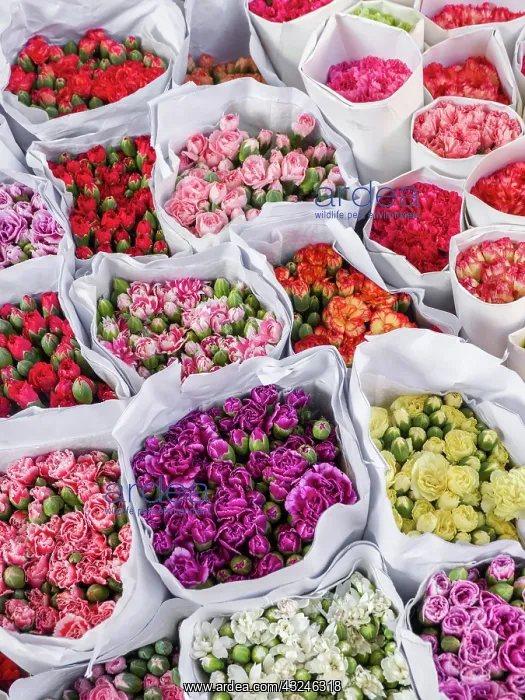 : China, Hong Kong. Flower market : China, Hong Kong. Flower market