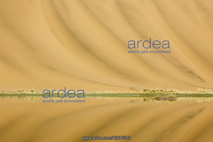 : China, Inner Mongolia, Badain Jaran Desert : China, Inner Mongolia, Badain Jaran Desert