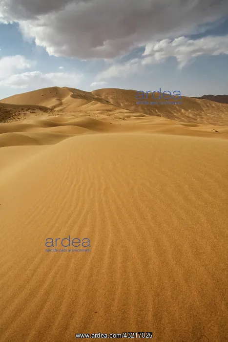 : China, Inner Mongolia, Badain Jaran Desert : China, Inner Mongolia, Badain Jaran Desert
