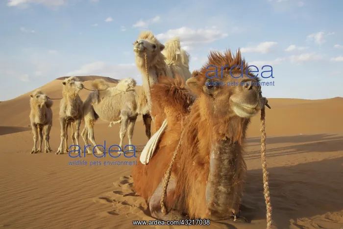 : China, Inner Mongolia, Badain Jaran Desert : China, Inner Mongolia, Badain Jaran Desert