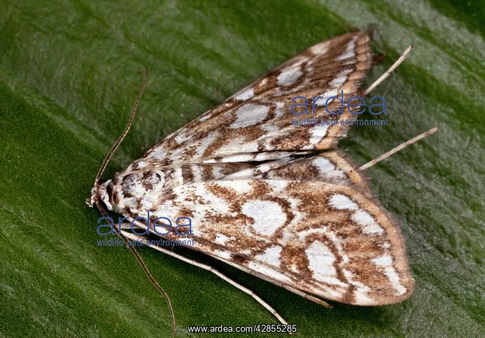 : China Mark Moth - adult : China Mark Moth - adult