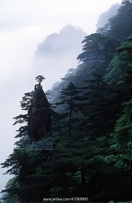 : China - Mount Huanshan, The Yellow Mountains World : China - Mount Huanshan, The Yellow Mountains World