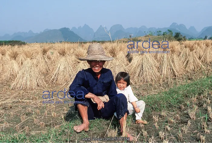 : CHINA - People in rice field : CHINA - People in rice field