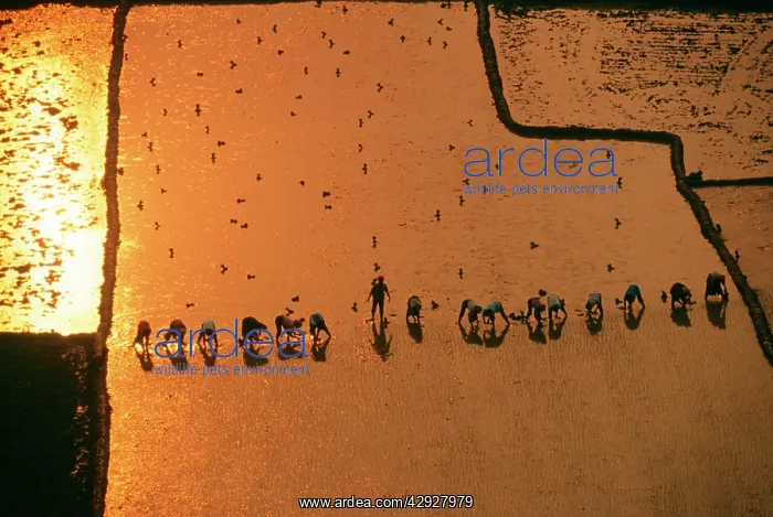 : CHINA - rice planting in flooded paddy field : CHINA - rice planting in flooded paddy field