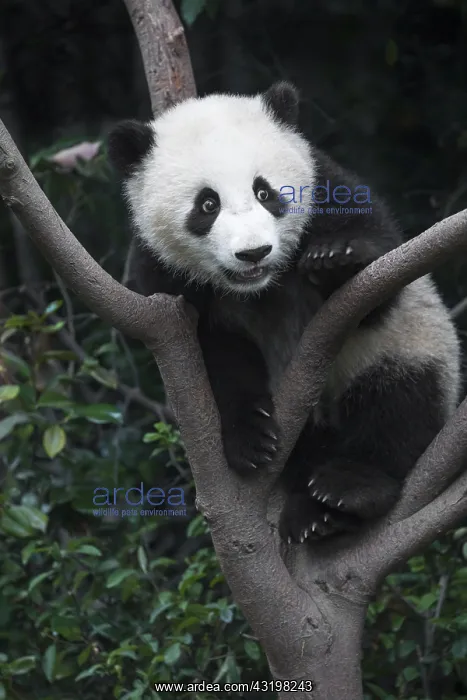 : China, Sichuan Province, Chengdu, Chengdu Research : China, Sichuan Province, Chengdu, Chengdu Research