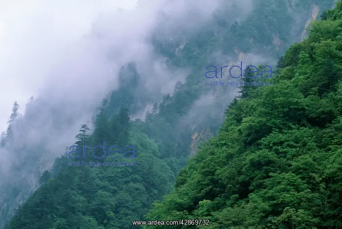 : China - Sichuan Province Wolong Reserve. Habitat : China - Sichuan Province Wolong Reserve. Habitat
