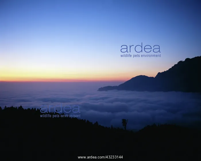: China, Taiwan, Alishan Mountains (Large : China, Taiwan, Alishan Mountains (Large