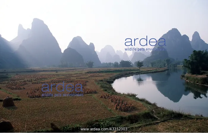 : CHINA - Yangshou and Li River, Karsts limestones : CHINA - Yangshou and Li River, Karsts limestones