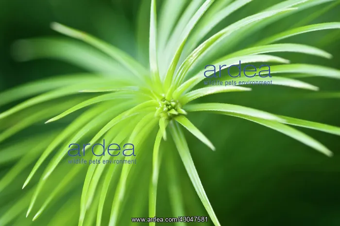 : ChinaFir, Cunninghamia Lanceolata : ChinaFir, Cunninghamia Lanceolata