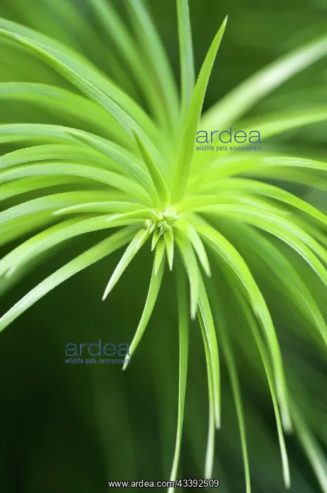 : ChinaFir, Cunninghamia Lanceolata : ChinaFir, Cunninghamia Lanceolata
