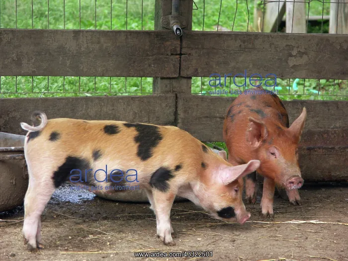 : Chinapoll-Tamworth Piglets : Chinapoll-Tamworth Piglets