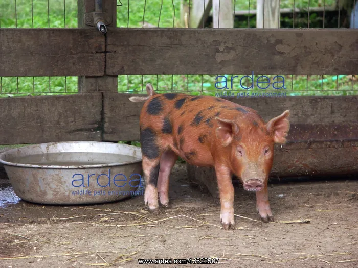 : Chinapoll-Tamworth Piglets : Chinapoll-Tamworth Piglets