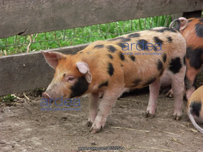 : Chinapoll-Tamworth Piglets : Chinapoll-Tamworth Piglets