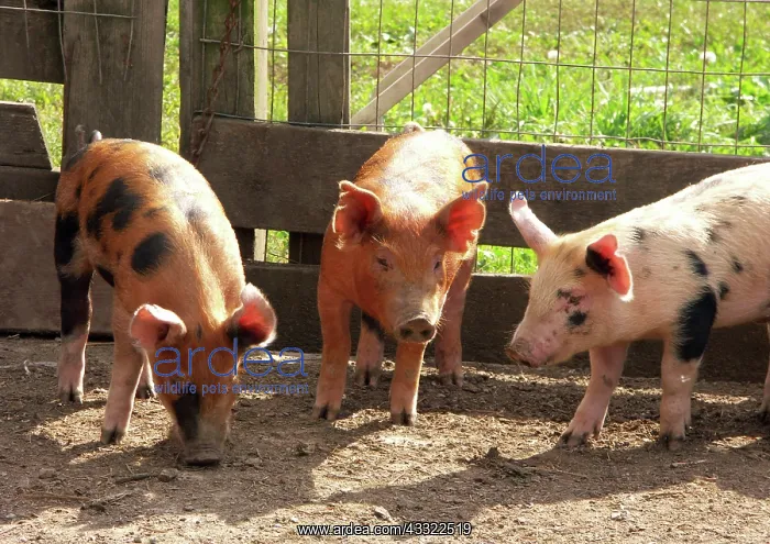 : Chinapoll-Tamworth Piglets : Chinapoll-Tamworth Piglets