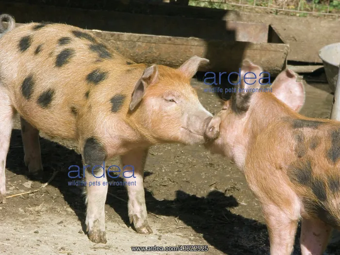 : Chinapoll-Tamworth Piglets : Chinapoll-Tamworth Piglets