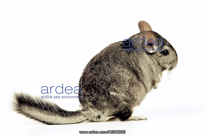 : Chinchilla : Chinchilla