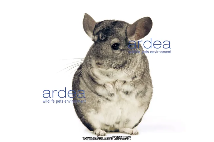 : Chinchilla : Chinchilla