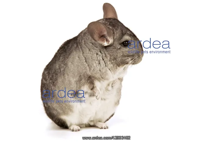  : Chinchilla