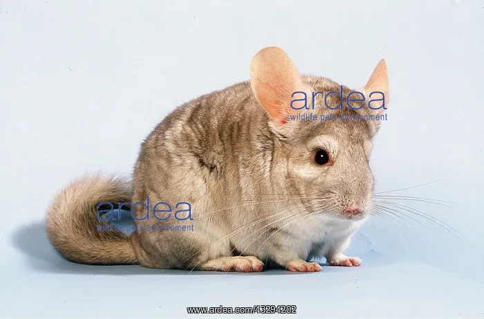 : CHINCHILLA : CHINCHILLA