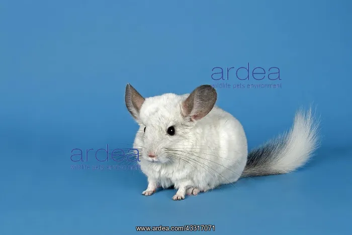 : Chinchilla : Chinchilla