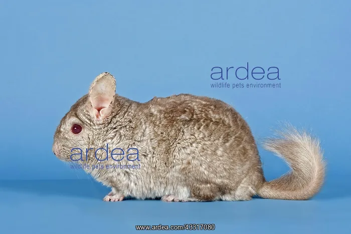 : Chinchilla : Chinchilla