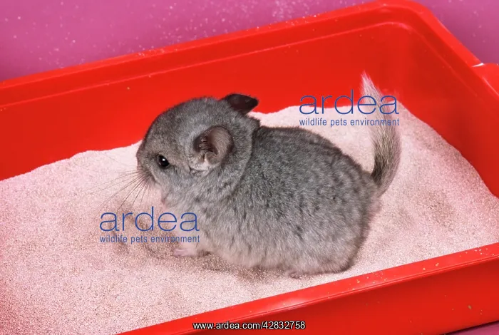 : Chinchilla - baby in sand tray, bathing to help : Chinchilla - baby in sand tray, bathing to help