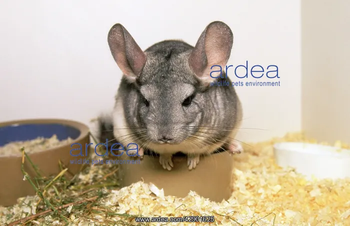  : CHINCHILLA - IN BOX, ON BOWL
