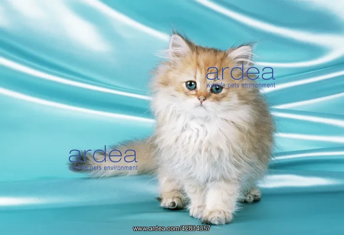 : Chinchilla CAT - kitten : Chinchilla CAT - kitten