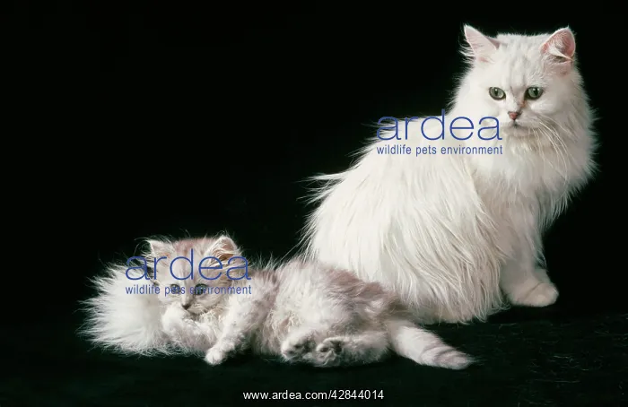 : CHINCHILLA CAT with kittens : CHINCHILLA CAT with kittens