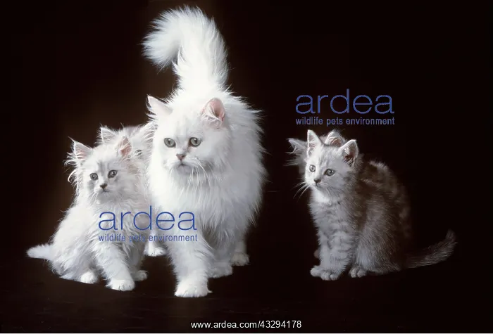: Chinchilla CAT - with kittens : Chinchilla CAT - with kittens