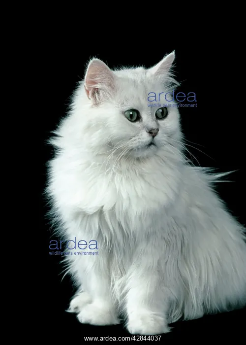 : Chinchilla Cat - Sitting down : Chinchilla Cat - Sitting down