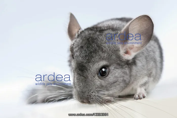 : Chinchilla (Chinchilla sp.), captive : Chinchilla (Chinchilla sp.), captive