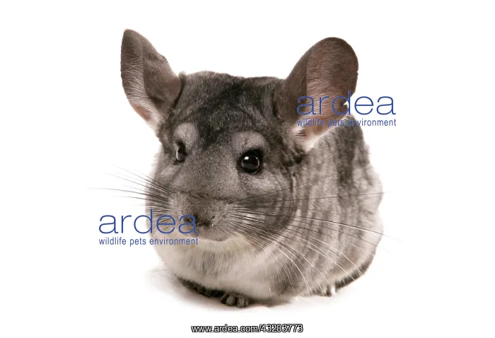  : Chinchilla (Chinchilla sp.), grey adult, sitting