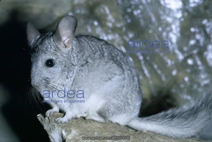 : CHINCHILLA - close-up : CHINCHILLA - close-up