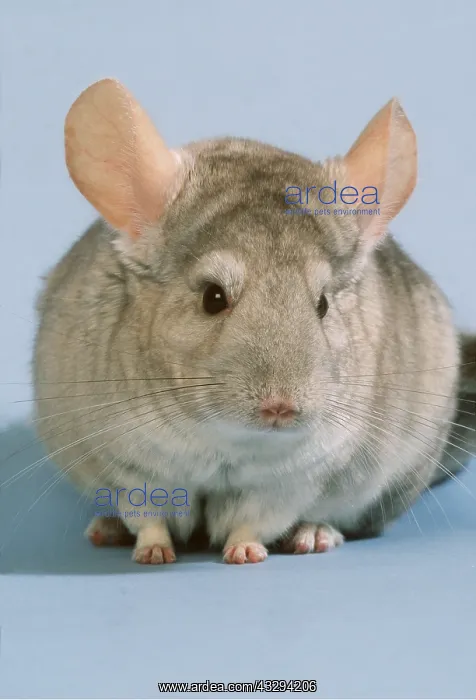 : CHINCHILLA - close-up of head : CHINCHILLA - close-up of head