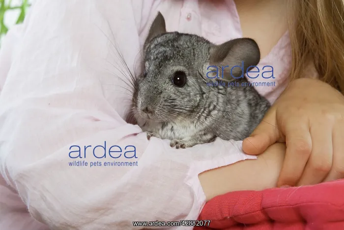 : Chinchilla - being cuddled by girl : Chinchilla - being cuddled by girl
