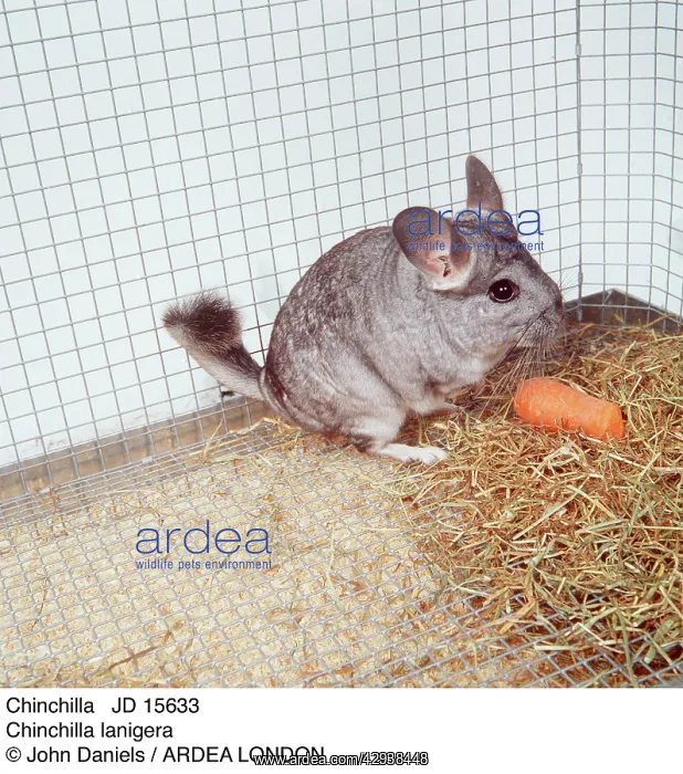 : CHINCHILLA - EATS CARROT : CHINCHILLA - EATS CARROT