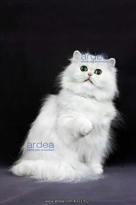  : CHINCHILLA PERSIAN CAT, ADULT WITH GREEN EYES