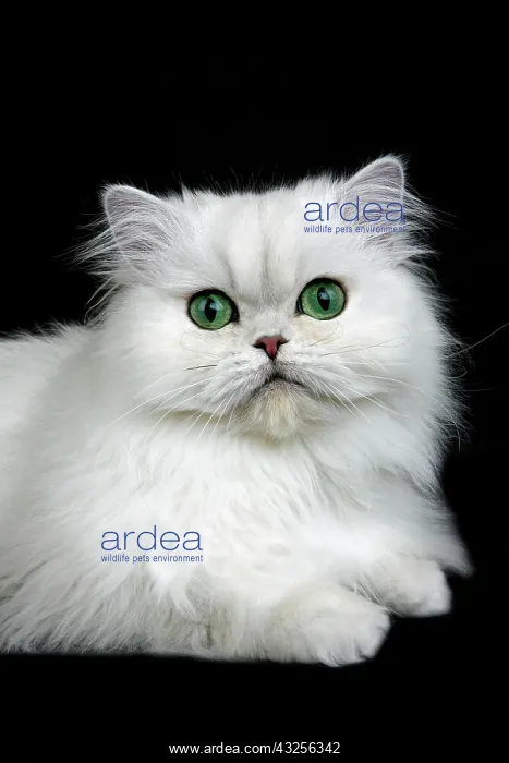 : CHINCHILLA PERSIAN CAT, ADULT WITH GREEN EYES : CHINCHILLA PERSIAN CAT, ADULT WITH GREEN EYES