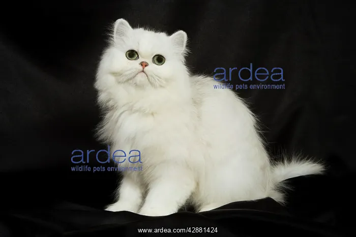 : Chinchilla Persian Cat - kitten : Chinchilla Persian Cat - kitten