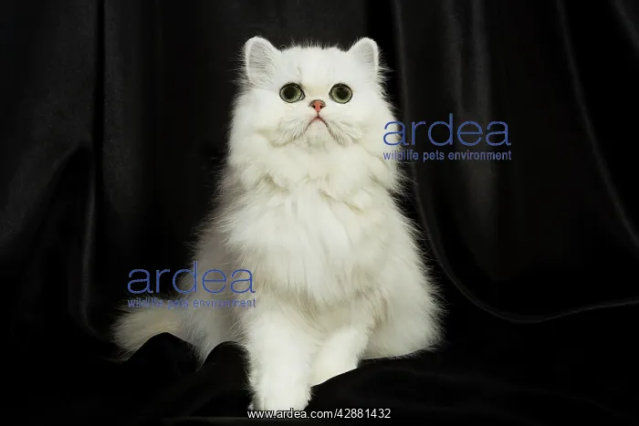 : Chinchilla Persian Cat - kitten : Chinchilla Persian Cat - kitten