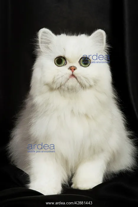 : Chinchilla Persian Cat - kitten : Chinchilla Persian Cat - kitten