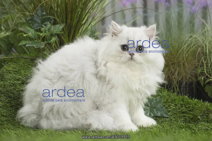 : chinchilla Persian Cat kitten : chinchilla Persian Cat kitten