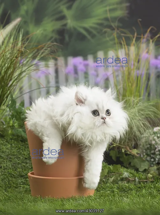 : chinchilla Persian Cat kitten : chinchilla Persian Cat kitten