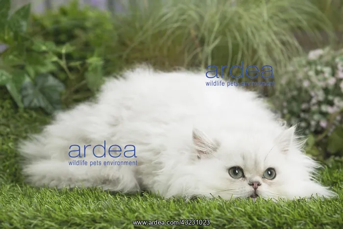 : chinchilla Persian Cat kitten : chinchilla Persian Cat kitten