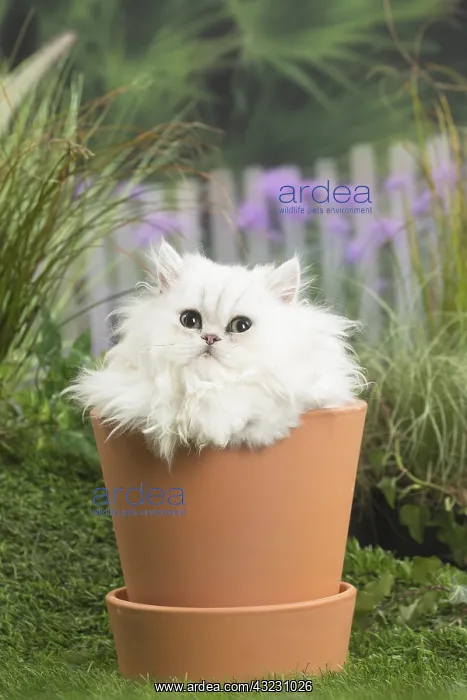 : chinchilla Persian Cat kitten : chinchilla Persian Cat kitten